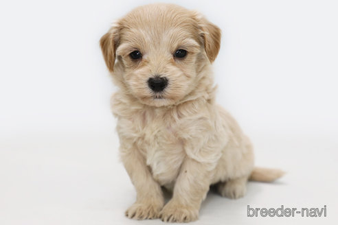 成約済の神奈川県のマルプー:マルチーズ×トイプードル-326791の1枚目